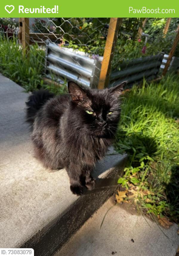 Reunited Female Cat last seen Seminary and Chatsworth, Saint Paul, MN 55104