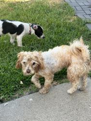Found/Stray Male Dog last seen Sierra Vista High School, Baldwin Park, CA 91706