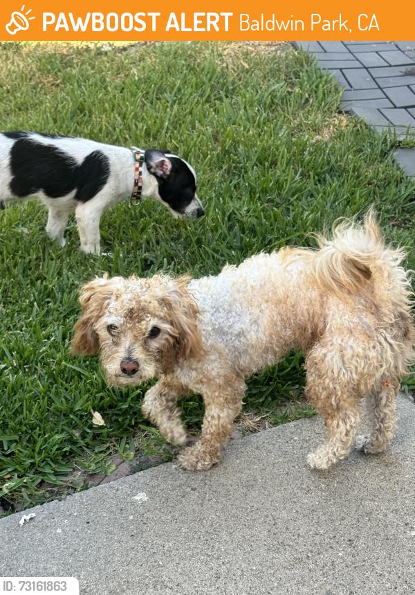 Found/Stray Male Dog last seen Sierra Vista High School, Baldwin Park, CA 91706