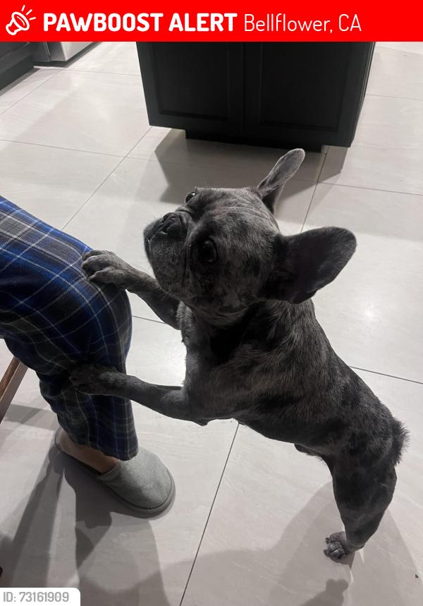 Lost Male Dog last seen Bellflower and Alondra Ave, Bellflower, CA 90706