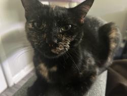 Lost Female Cat last seen Berkley apmts, Little Rock, AR 72211