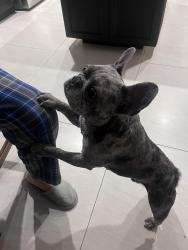 Lost Male Dog last seen Bellflower and Alondra Ave, Bellflower, CA 90706