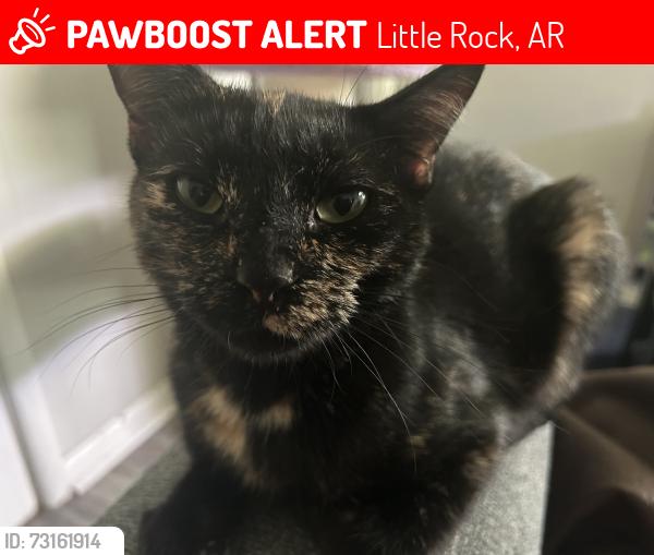 Lost Female Cat last seen Berkley apmts, Little Rock, AR 72211