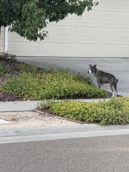 Found/Stray Unknown Dog last seen Provincetown Way & Holt Parkway, Roseville, CA 95747