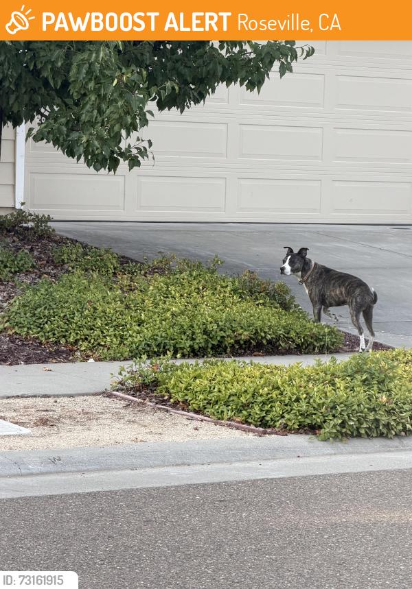 Found/Stray Unknown Dog last seen Provincetown Way & Holt Parkway, Roseville, CA 95747