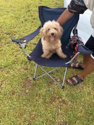 Found/Stray Male Dog last seen Suterra Katy tx, Park Row, TX 77493