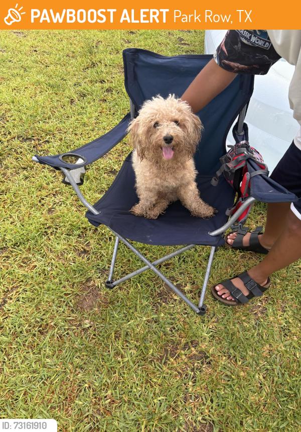 Found/Stray Male Dog last seen Suterra Katy tx, Park Row, TX 77493