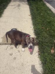 Found/Stray Female Dog last seen Near mourning dove rd Raleigh, nc, Raleigh, NC 27615