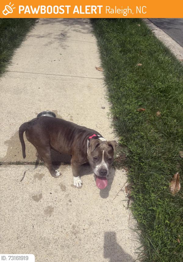 Found/Stray Female Dog last seen Near mourning dove rd Raleigh, nc, Raleigh, NC 27615