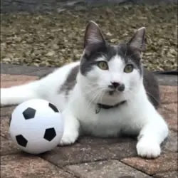 Lost Male Cat last seen Near kirkhill, North Ayrshire, Scotland 