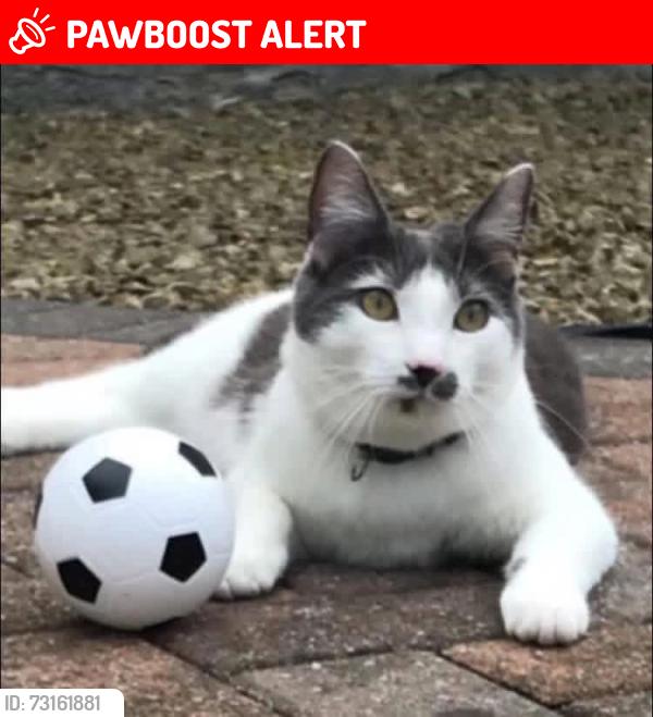 Lost Male Cat last seen Near kirkhill, North Ayrshire, Scotland 