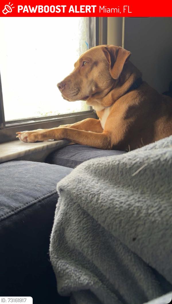Lost Female Dog last seen Near ave, Miami, FL 33144