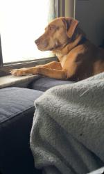 Lost Female Dog last seen Near ave, Miami, FL 33144