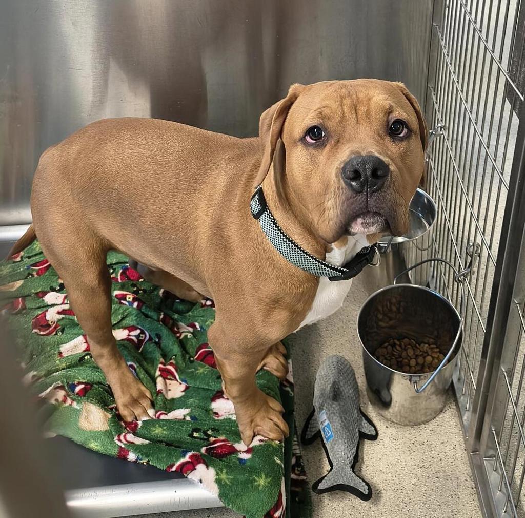 Shelter Stray Male Dog last seen Near Branton st, Novi . Mi. 48377, NOVI, MI, 48377, 1200 N Telegraph Building 42E, Pontiac, MI 48340, USA