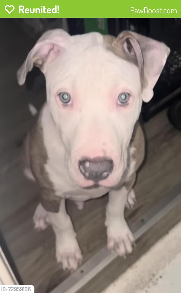 Reunited Male Dog last seen Hooper st / baxar, Dallas, TX 75215