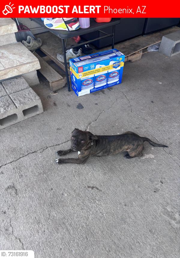 Lost Male Dog last seen 5th St & Broadway, Phoenix, AZ 85040