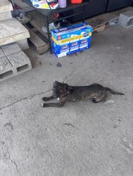 Lost Male Dog last seen 5th St & Broadway, Phoenix, AZ 85040
