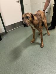 Shelter Stray Male Dog last seen Whitepine Road, CHESTERFIELD, VA, 23832, 9300 Public Works Rd, Chesterfield, VA 23832, USA