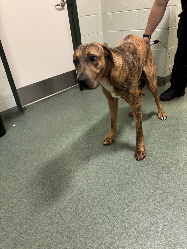 Shelter Stray Male Dog last seen Whitepine Road, CHESTERFIELD, VA, 23832, 9300 Public Works Rd, Chesterfield, VA 23832, USA