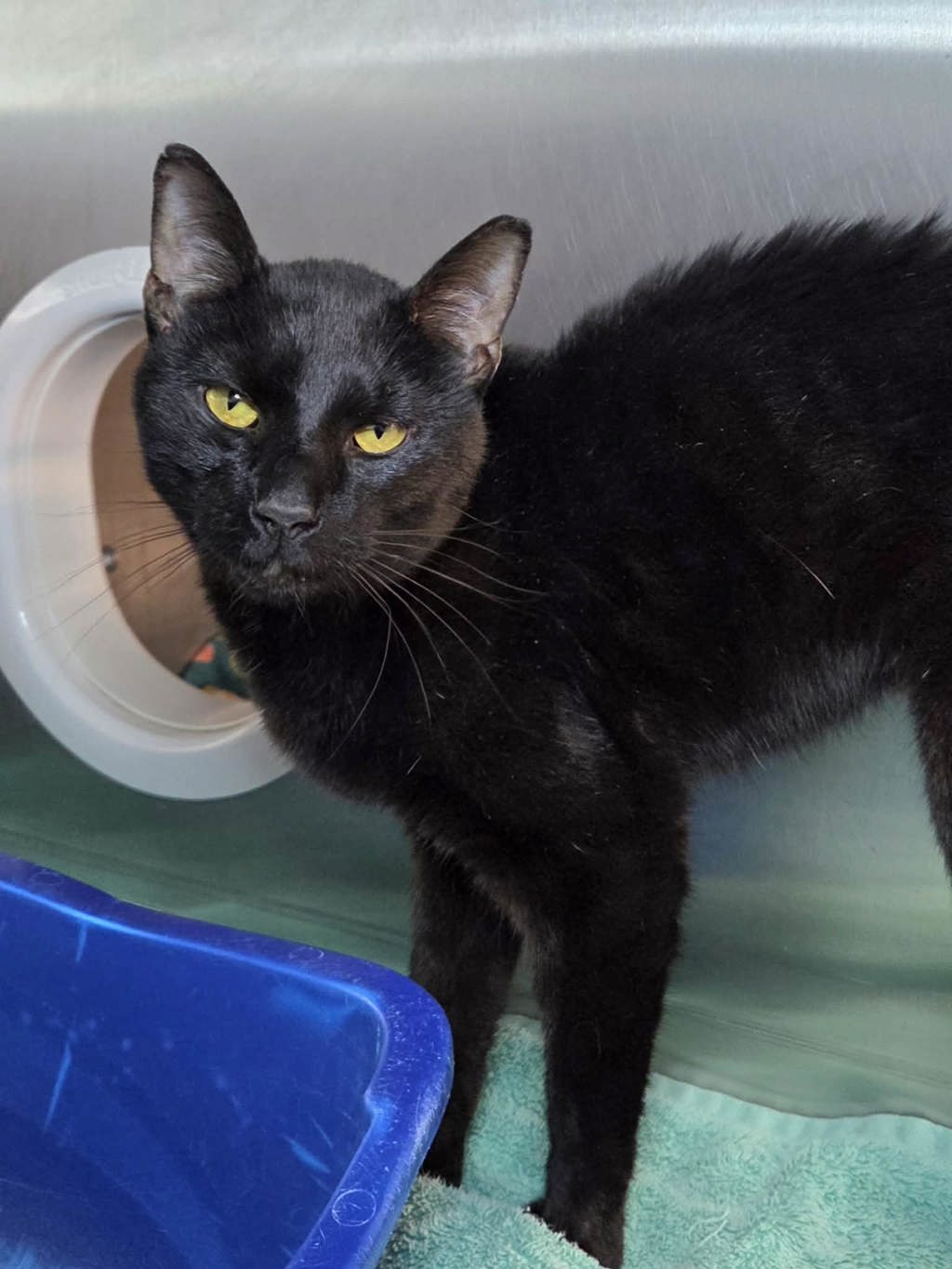 Shelter Stray Unknown Cat last seen Sycamore Drive, GLEN BURNIE, MD, 21060, 411 Maxwell Frye Rd, Millersville, MD 21108, USA