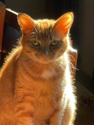 Lost Male Cat last seen McLendon and Candler, Atlanta, GA 30307