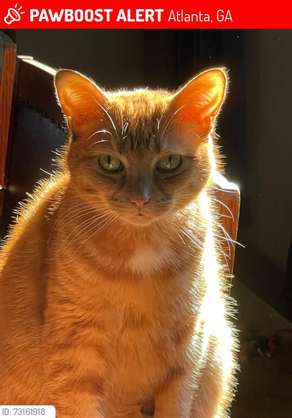 Lost Male Cat last seen McLendon and Candler, Atlanta, GA 30307