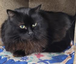 Shelter Stray Male Cat last seen 119th/ Sandy, OR, 1700 W Historic Columbia River Hwy, Troutdale, OR 97060, USA