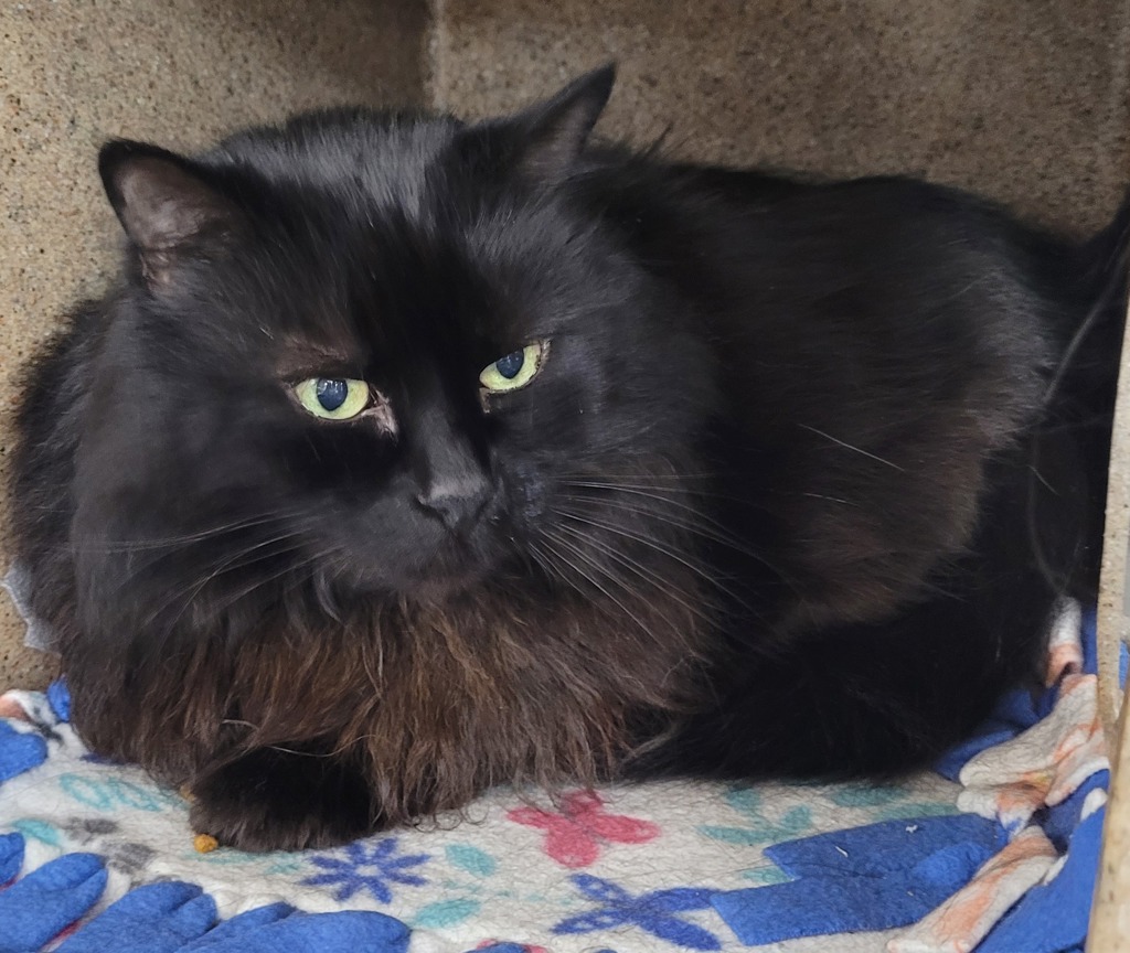 Shelter Stray Male Cat last seen 119th/ Sandy, OR, 1700 W Historic Columbia River Hwy, Troutdale, OR 97060, USA