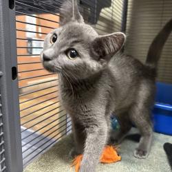 Shelter Stray Female Cat last seen Central Precinct, OR, 1700 W Historic Columbia River Hwy, Troutdale, OR 97060, USA