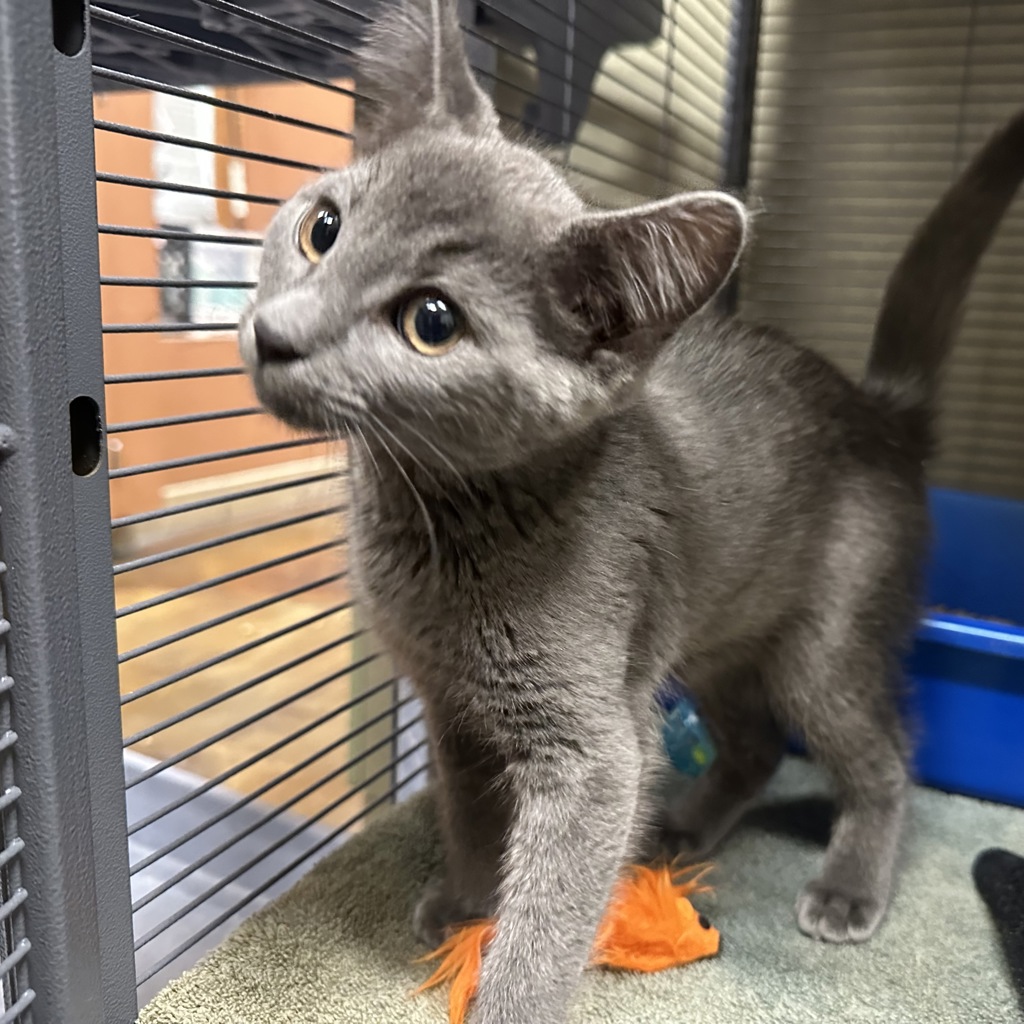Shelter Stray Female Cat last seen Central Precinct, OR, 1700 W Historic Columbia River Hwy, Troutdale, OR 97060, USA