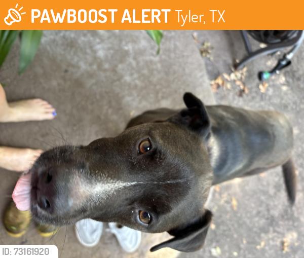 Found/Stray Male Dog last seen Hudson and Pollard, Tyler, TX 75701