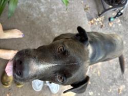 Found/Stray Male Dog last seen Hudson and Pollard, Tyler, TX 75701