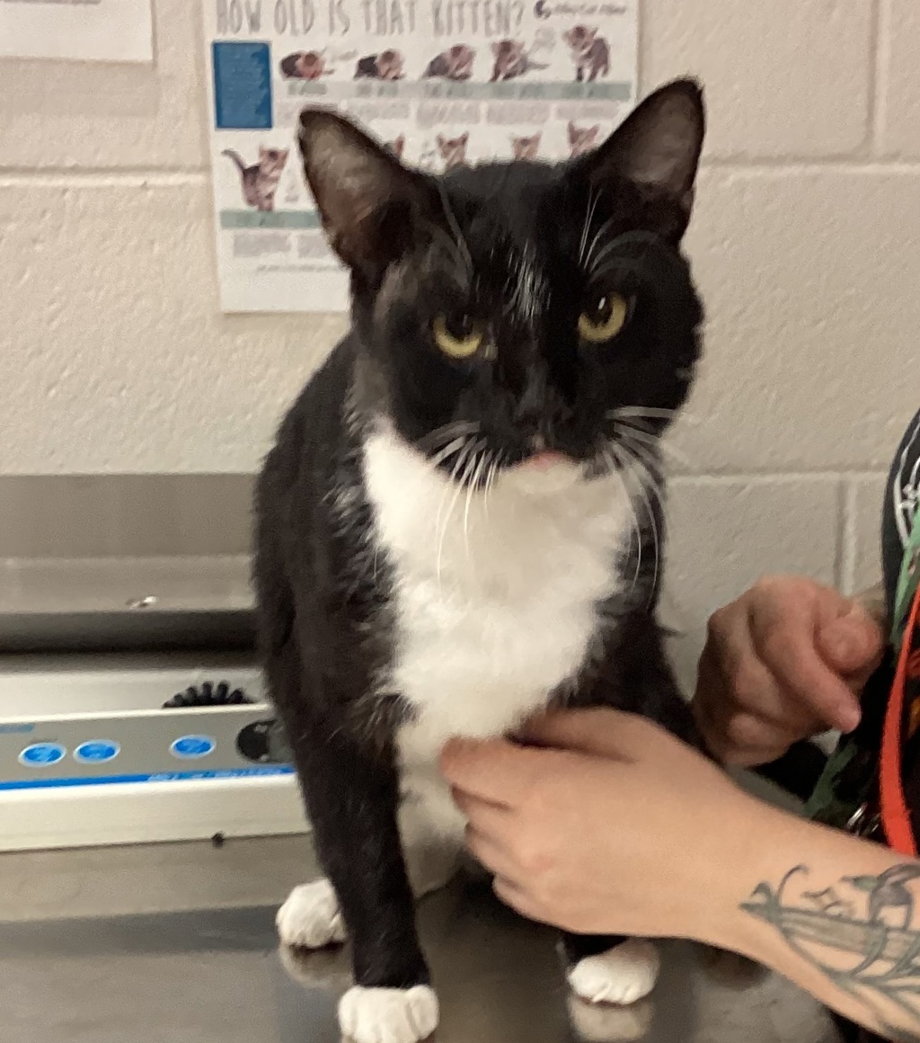 Shelter Stray Male Cat last seen Near Paragon Pard Road, RALEIGH, NC, 27616, 820 Beacon Lake Dr, Raleigh, NC 27610, USA