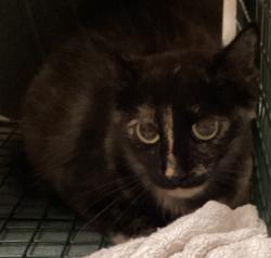 Shelter Stray Female Cat last seen found near north main street and college rd in wake forest, WAKE FOREST, NC, 27587, 820 Beacon Lake Dr, Raleigh, NC 27610, USA