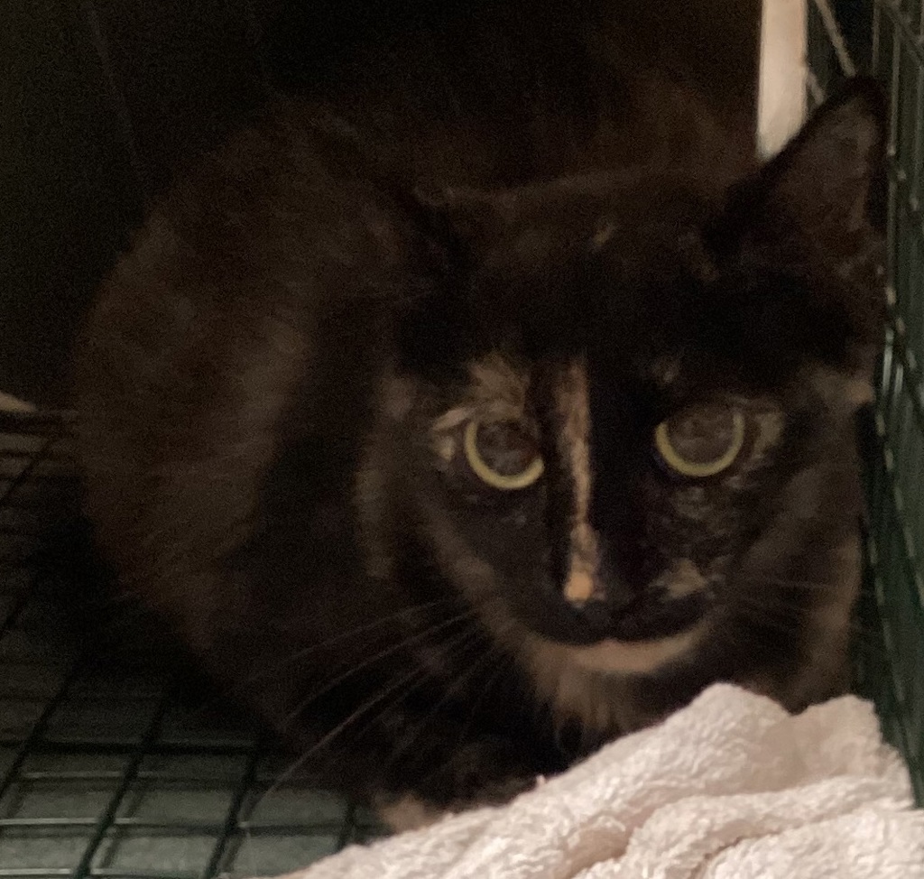 Shelter Stray Female Cat last seen found near north main street and college rd in wake forest, WAKE FOREST, NC, 27587, 820 Beacon Lake Dr, Raleigh, NC 27610, USA