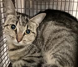 Shelter Stray Unknown Cat last seen Near Lilly Pond Lane, FUQUAY VARINA, NC, 27526, 820 Beacon Lake Dr, Raleigh, NC 27610, USA