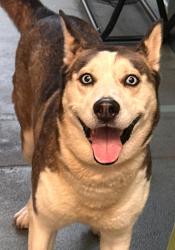 Shelter Stray Female Dog last seen found at lions park off glasscock st in raleigh, RALEIGH, NC, 27610, 820 Beacon Lake Dr, Raleigh, NC 27610, USA