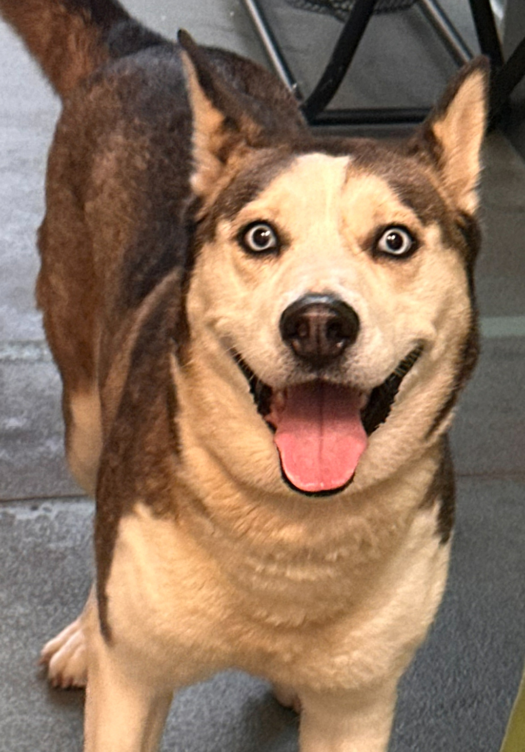Shelter Stray Female Dog last seen found at lions park off glasscock st in raleigh, RALEIGH, NC, 27610, 820 Beacon Lake Dr, Raleigh, NC 27610, USA