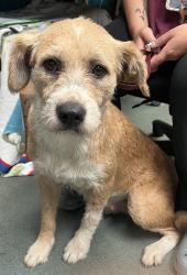 Shelter Stray Female Dog last seen Near Barber Store Road, RALEIGH, NC, 27603, 820 Beacon Lake Dr, Raleigh, NC 27610, USA