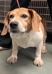 Shelter Stray Male Dog last seen Near Bison Street, GARNER, NC, 27529, 820 Beacon Lake Dr, Raleigh, NC 27610, USA