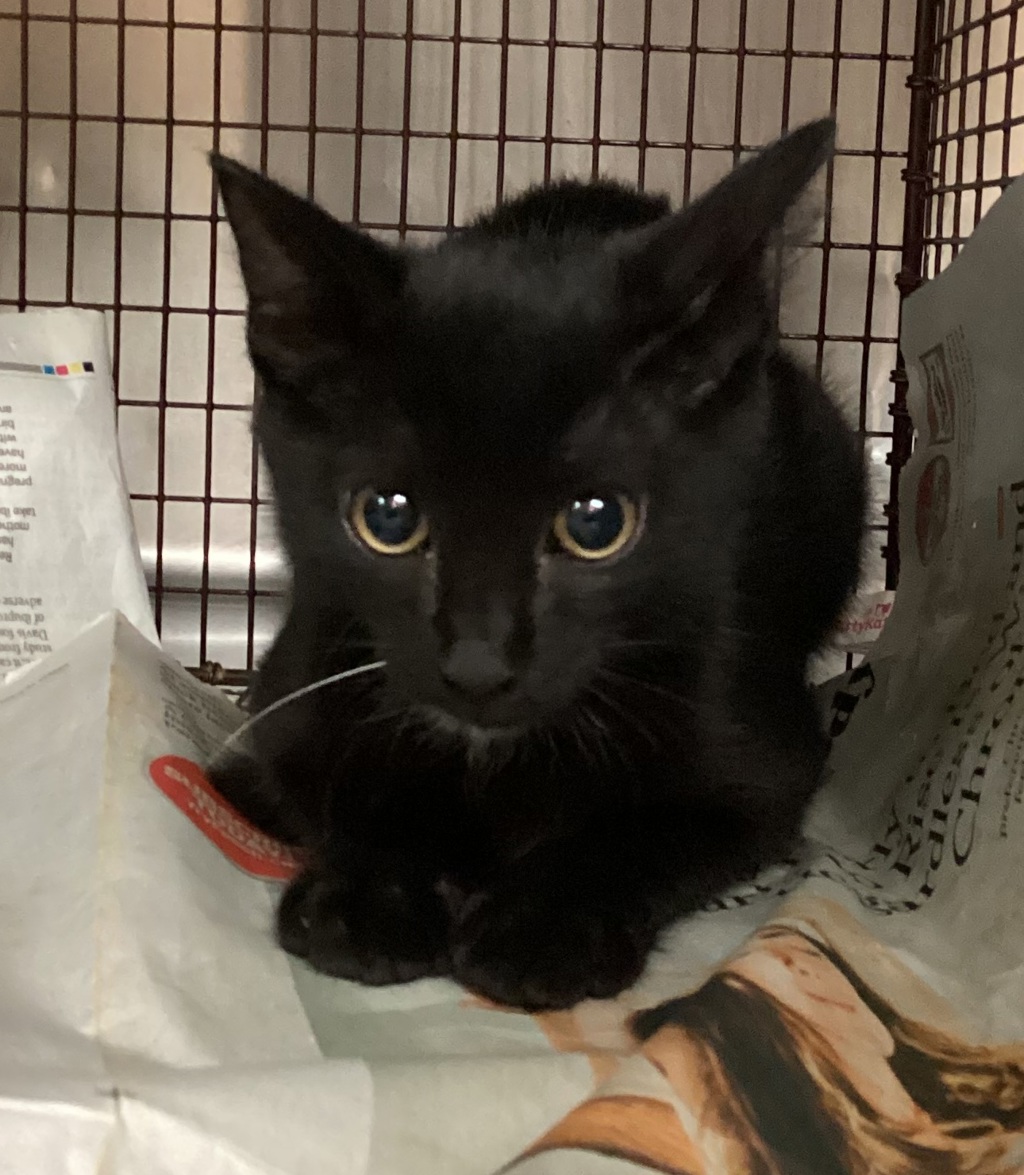 Shelter Stray Male Cat last seen Castalia Drive, CARY, NC, 27511, 820 Beacon Lake Dr, Raleigh, NC 27610, USA