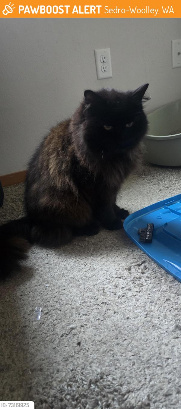 Found/Stray Unknown Cat last seen Birchview Memory Care, Sedro-Woolley, WA 98284