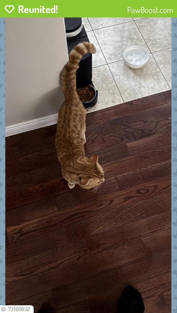 Reunited Male Cat last seen Lakeshore and Winona, Mississauga, ON L5G 1E7