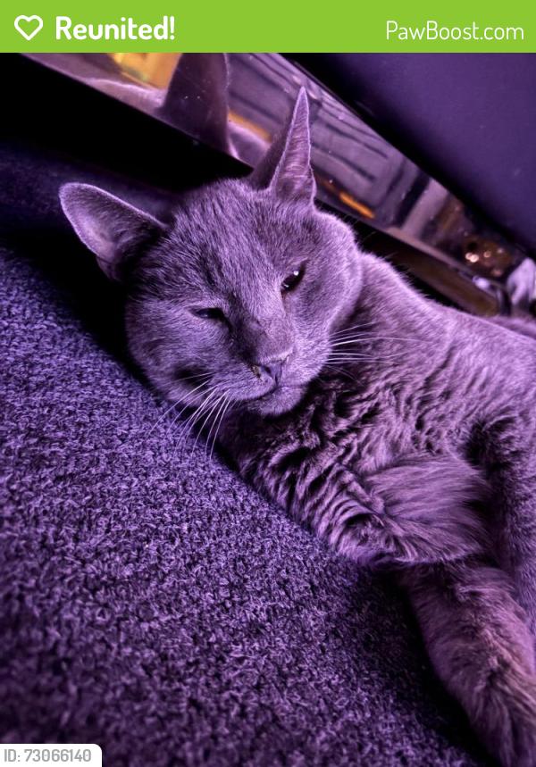 Reunited Female Cat last seen Near Hwy 2 64-B, Commerce City, CO 80022
