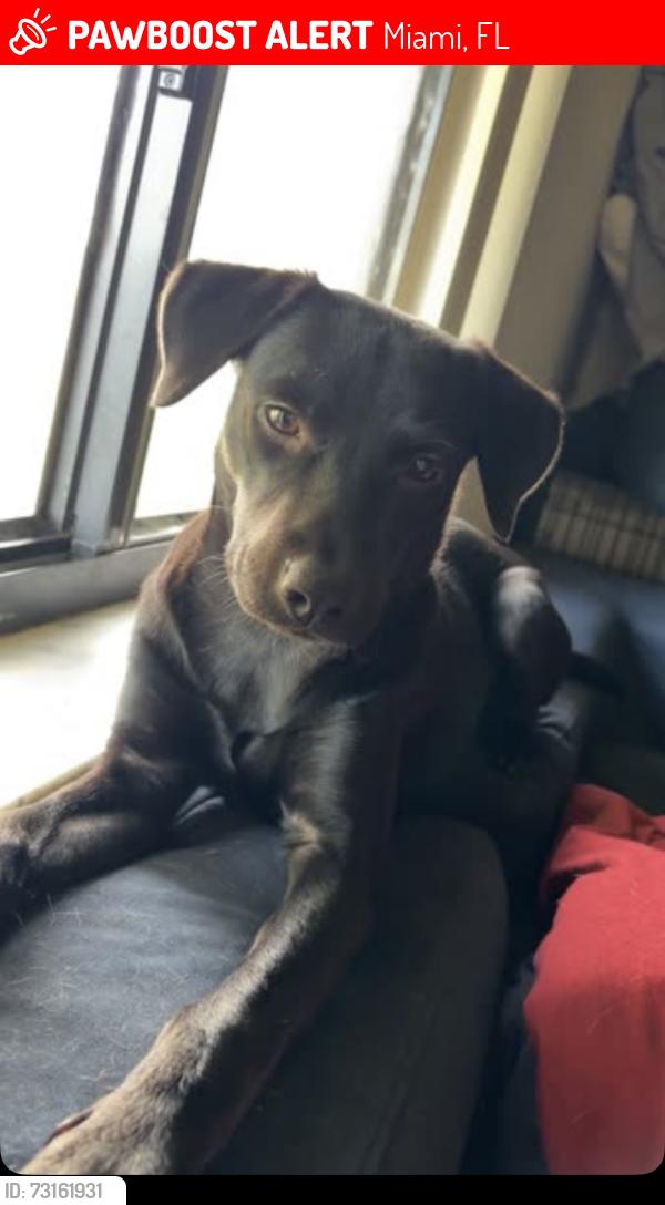 Lost Female Dog last seen Near ave, Miami, FL 33144