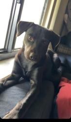 Lost Female Dog last seen Near ave, Miami, FL 33144