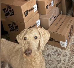 Reunited Male Dog last seen Off of colony village way, Knoxville, TN 37923