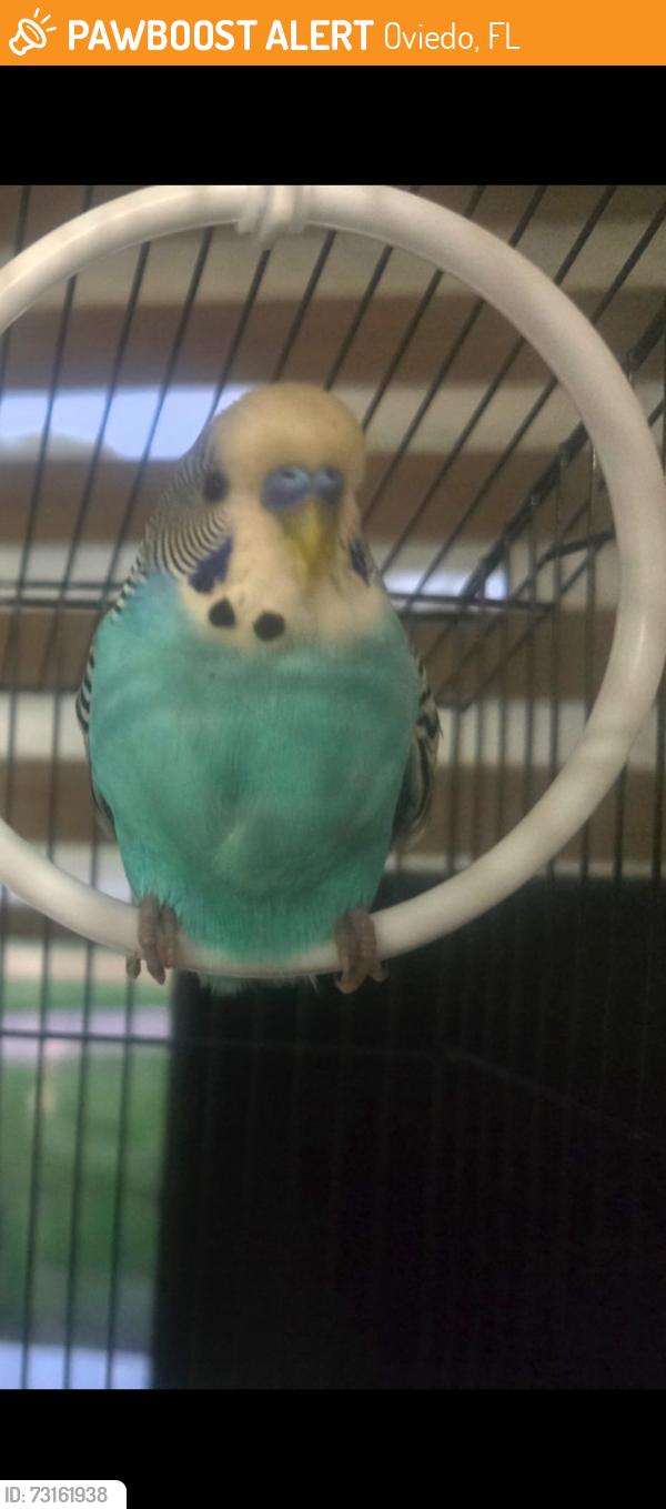 Found/Stray Male Bird last seen Mitchell Hammock Road and Alafaya Trail, Oviedo, FL 32765