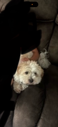 Lost Male Dog last seen Mcknight rd, North Saint Paul, MN 55109