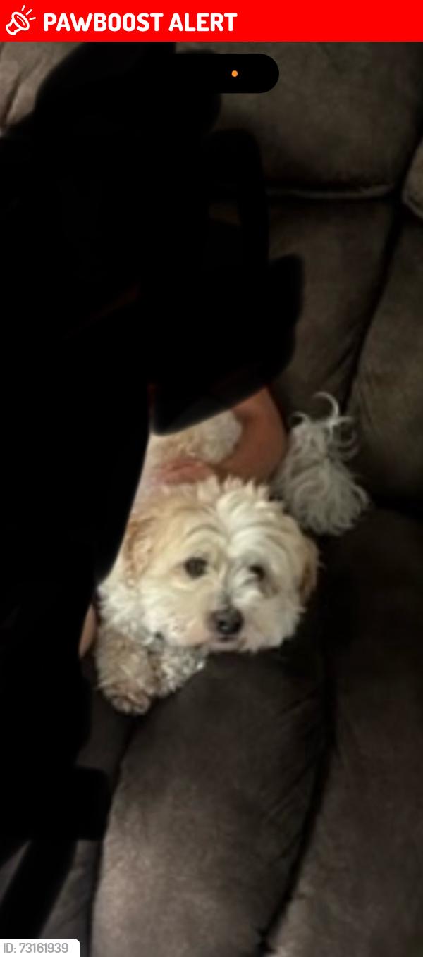 Lost Male Dog last seen Mcknight rd, North Saint Paul, MN 55109